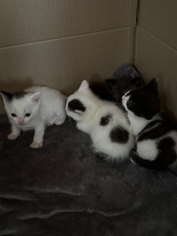 Black white kittens