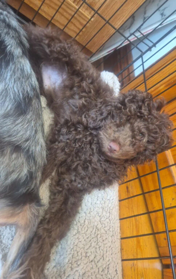2 stunning cockapoo puppies
