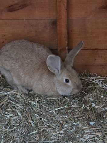 Flemish / continental giant x lop