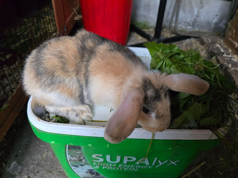 3 Loin x mini lop
