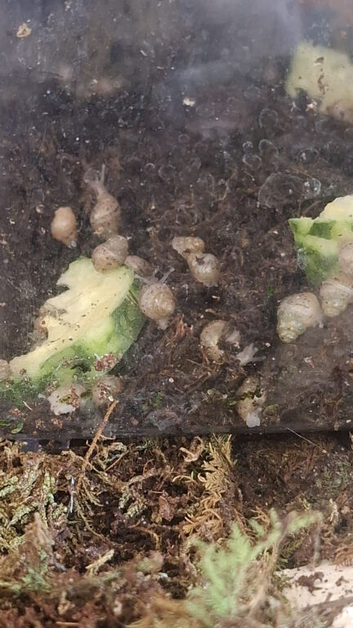 African Giant Land Snail babies