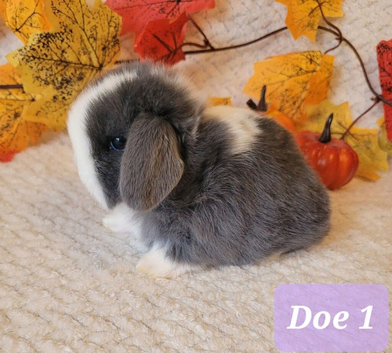 Stunning bunnies available