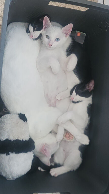 Last female kitten remaining to be rehomed