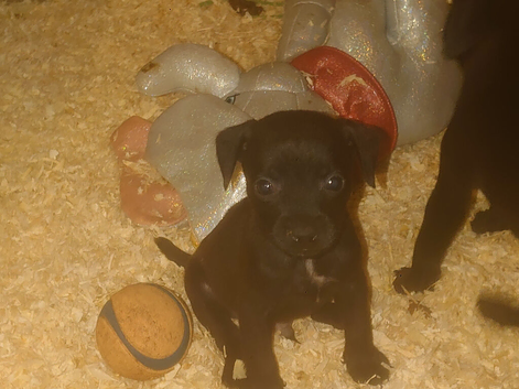 Nuttall patterdale terrier pups