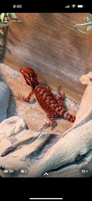 Red monster bearded dragon