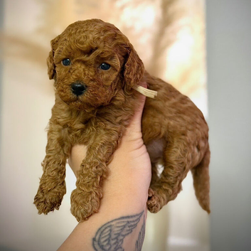RED TOY COCKAPOO&rsquo;S