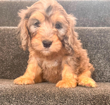 Beautiful puppies