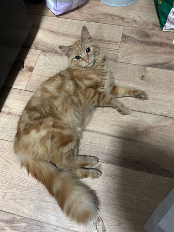 Stunning 1 year old Male cat Maine coone x