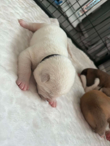 AKITA PUPPIES FOR SALE