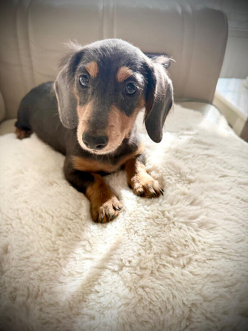 Long haired daschound girl