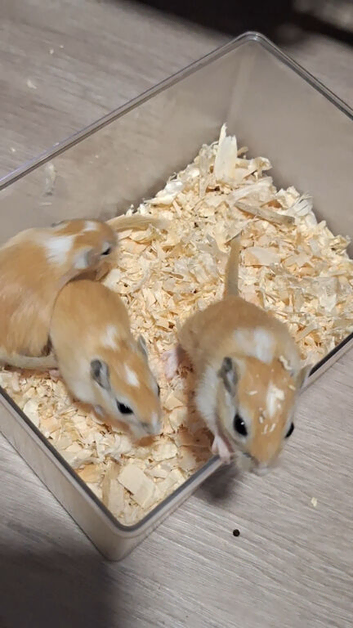 Baby gerbils ready soon!