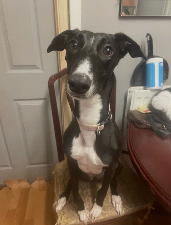 Beautiful 3 year old lurcher girl