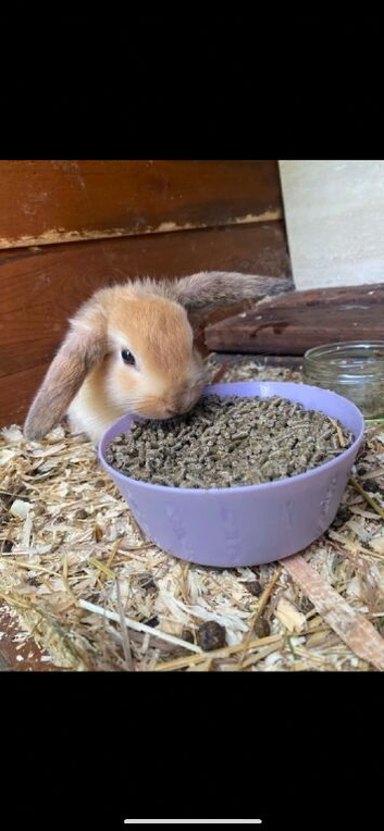 Bunnies ready to leave!!