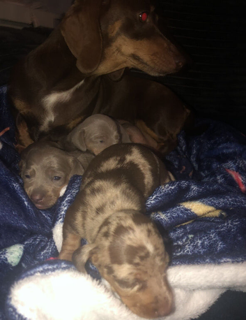 Miniature Dachshunds