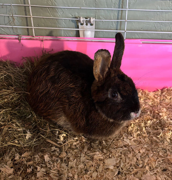 Netherland Dwarf X Mini Lop Neutered Male