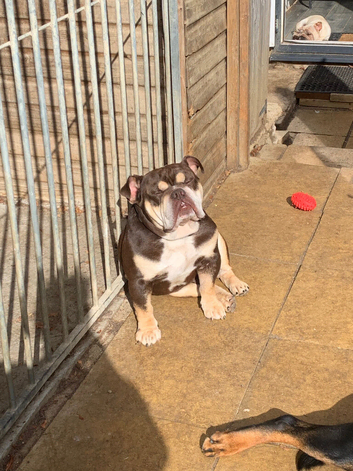 English bulldog boy