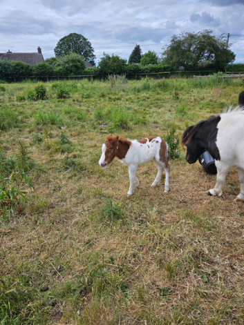Coedpoeth barney reserved till weds