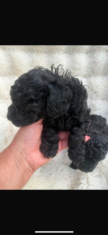 Beautiful Toy Poodle both males only one little boy left one has been reserved