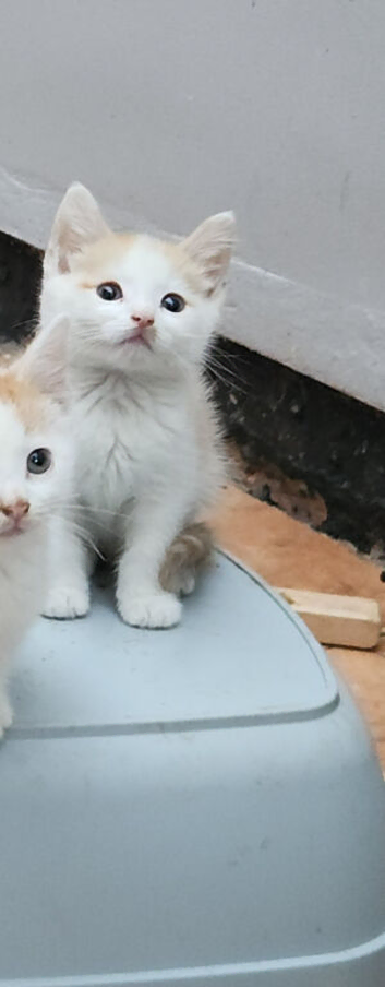Gorgeous kittens available