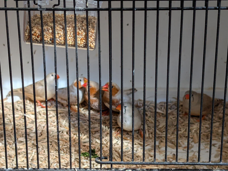 Zebra finches some with orange mutation this years birds