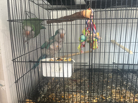 Two quakers