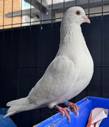 Breading pair pigeon for sale