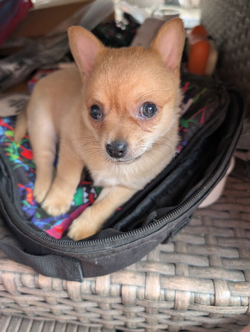 Beautiful little boy seeking forever home