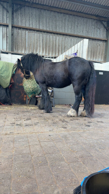 4 yr old Cob gelding