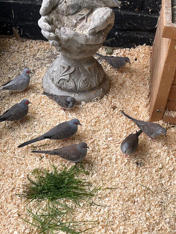 Diamond dove babies