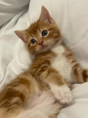 Kittens ready NOW