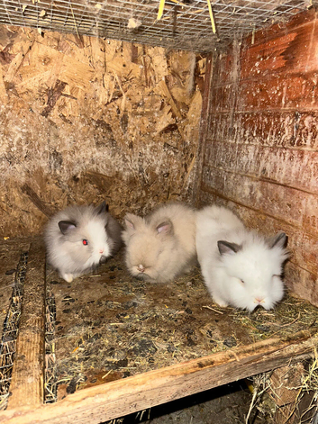 Lionhead Bunnies