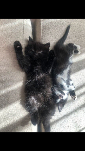 4 kittens for sale