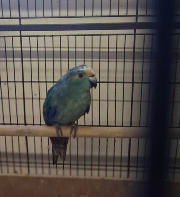 Blue Cream Kakariki