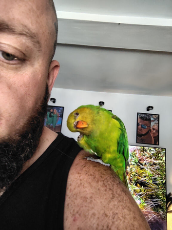 Talking 11mth lorikeet