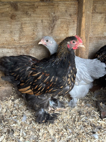 Pekin pairs mixed colours