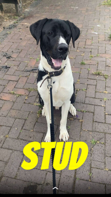 Great Dane cross for stud