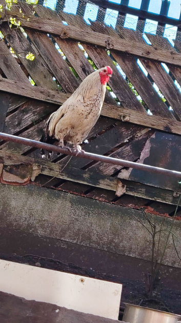 Laying/hen