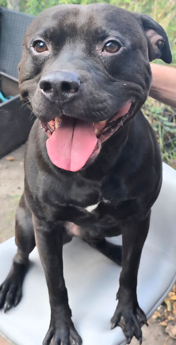 4 year old staffy