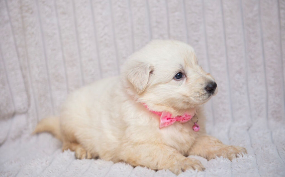 EXCEPTIONAL WHITE GERMAN SHEPHERD PUPPIES FOR SALE