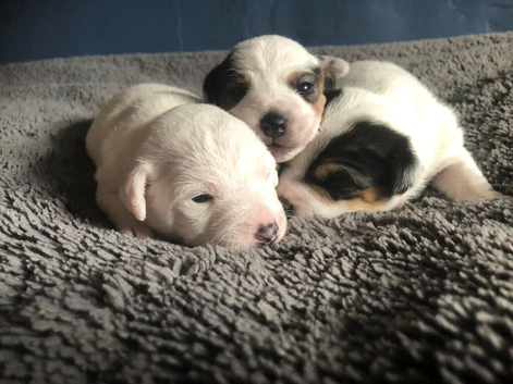 3 jack Russell pups