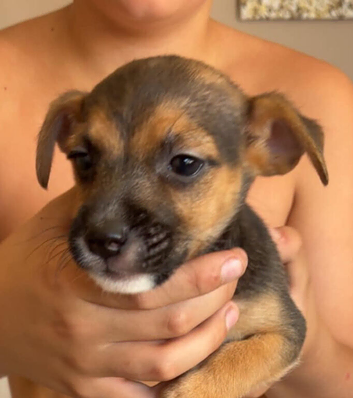 Jack Russell x chihuahua