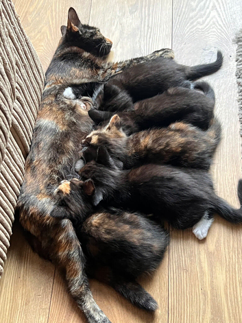 4 kittens for sale. 2 Male, 2 Female