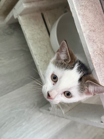 2 kittens for sale