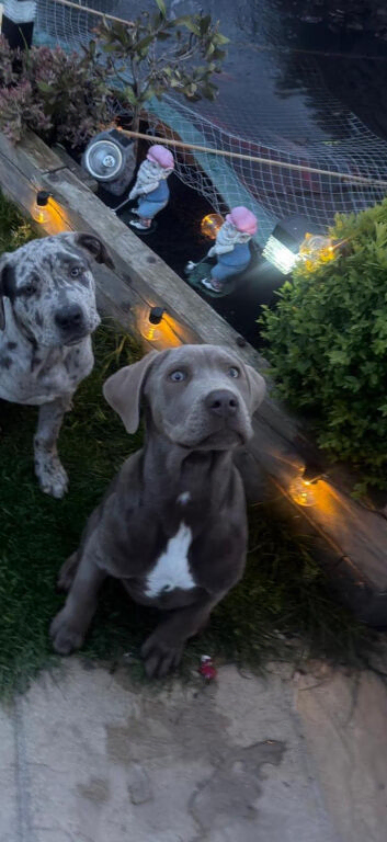 7 month old Neo bandogge pups