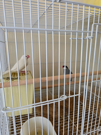 4 java finch/sparrow