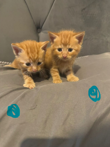 Beautiful kittens