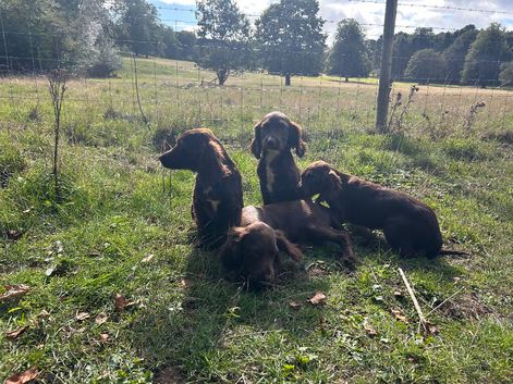 Cocker spaniel puppies