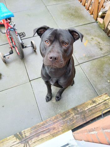 Rehome