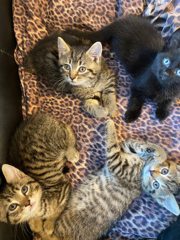 4 Baby Kittens in Hounslow