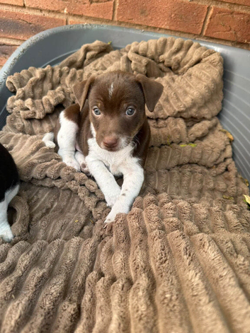 Stunning litter of jack Russell puppies